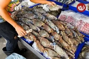 ببینید| غذای خیابانی در تایلند؛ تهیه خوراک با خرچنگ، میگو و خرچنگ نعل اسبی در بانکوک