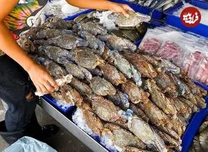 ببینید| غذای خیابانی در تایلند؛ تهیه خوراک با خرچنگ، میگو و خرچنگ نعل اسبی در بانکوک