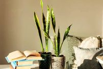 چرا برگ‌های سانسوریا لوله می‌شود؟ راهکارهای نجات سریع گیاه