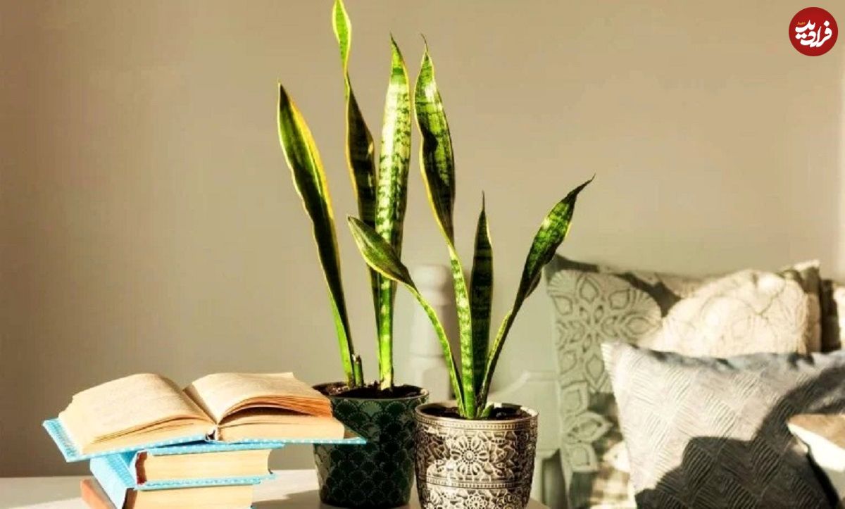 چرا برگهای سانسوریا لوله میشود؟ راهکارهای نجات سریع گیاه