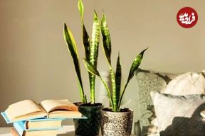 چرا برگ‌های سانسوریا لوله می‌شود؟ راهکارهای نجات سریع گیاه