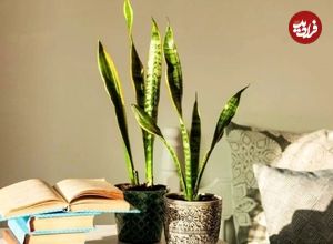 چرا برگهای سانسوریا لوله میشود؟ راهکارهای نجات سریع گیاه