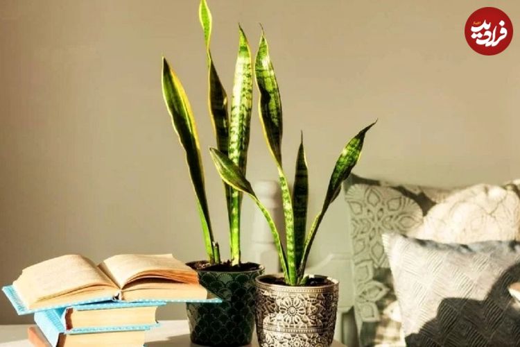 چرا برگهای سانسوریا لوله میشود؟ راهکارهای نجات سریع گیاه