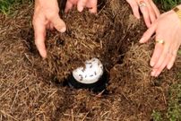 محققان با استفاده از یک روش سنّتی توانستند «ماست مورچه‌ای» درست کنند
