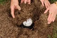 محققان با استفاده از یک روش سنّتی توانستند «ماست مورچه‌ای» درست کنند