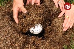 محققان با استفاده از یک روش سنّتی توانستند «ماست مورچه‌ای» درست کنند
