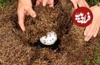 محققان با استفاده از یک روش سنّتی توانستند «ماست مورچه‌ای» درست کنند