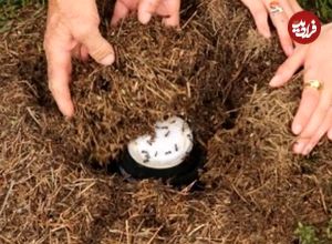 محققان با استفاده از یک روش سنّتی توانستند «ماست مورچه‌ای» درست کنند