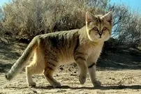 ببینید| 15 گونه از گربه های وحشی زیبا و کمتر شناخته شده در جهان