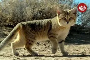 ببینید| 15 گونه از گربه های وحشی زیبا و کمتر شناخته شده در جهان