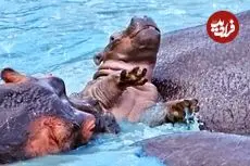 ببینید| تلاش سرسختانه یک بچه آسب آبی برای بقا!