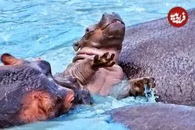 ببینید| تلاش سرسختانه یک بچه آسب آبی برای بقا!