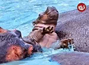 ببینید| تلاش سرسختانه یک بچه آسب آبی برای بقا!
