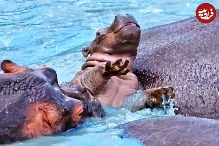 ببینید| تلاش سرسختانه یک بچه آسب آبی برای بقا!
