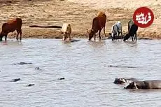 ببینید| یک اتفاق نادر در حیات وحش؛ اسب های آبی، گاو شکار شده را از تمساح ها دزدیدند!