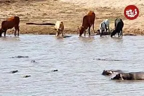 ببینید| یک اتفاق نادر در حیات وحش؛ اسب های آبی، گاو شکار شده را از تمساح ها دزدیدند!