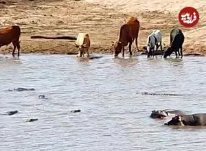 ببینید| یک اتفاق نادر در حیات وحش؛ اسب های آبی، گاو شکار شده را از تمساح ها دزدیدند!