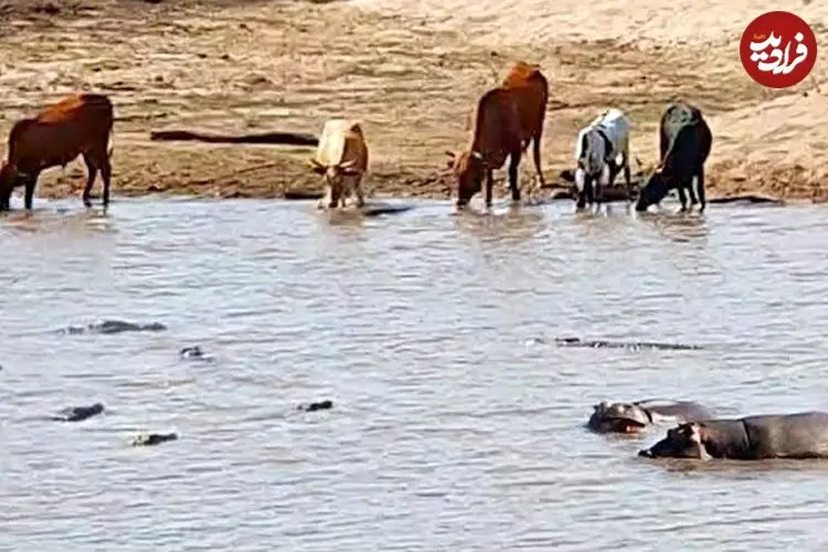 ببینید| یک اتفاق نادر در حیات وحش؛ اسب های آبی، گاو شکار شده را از تمساح ها دزدیدند!