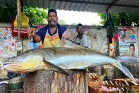 ببییند| مهارت ماهی فروش هندی در برش زدن سریع ماهی کوبیای 37 کیلوگرمی