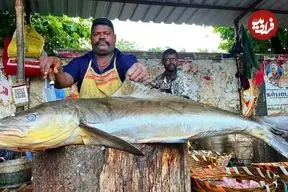 ببییند| مهارت ماهی فروش هندی در برش زدن سریع ماهی کوبیای 37 کیلوگرمی