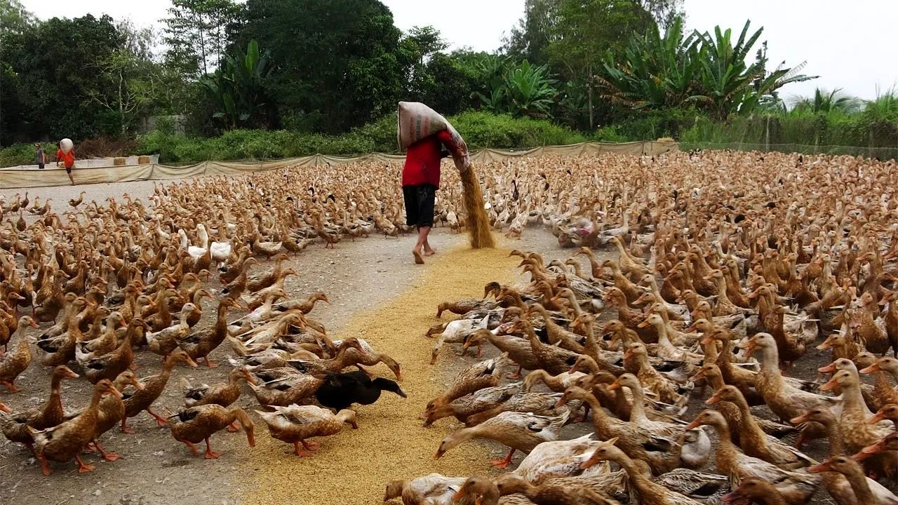 (ویدئو) روش خلاقانه کشاورز تایلندی برای پروار کردن و جمع آوری تخم 5 هزار اردک