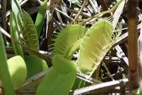 توانایی عجیب گیاه گوشتخوار در تشخیص آتش