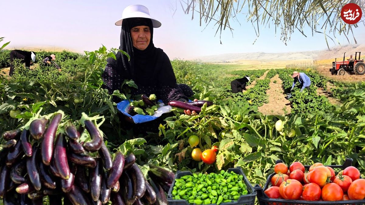 ببینید؛ غذای روستایی در ایران؛ برداشت بادمجان از مزرعه و پخت خورشت سنتی گوجه بادمجان