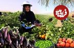 ببینید؛ غذای روستایی در ایران؛ برداشت بادمجان از مزرعه و پخت خورشت سنتی گوجه بادمجان