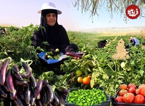 ببینید؛ غذای روستایی در ایران؛ برداشت بادمجان از مزرعه و پخت خورشت سنتی گوجه بادمجان