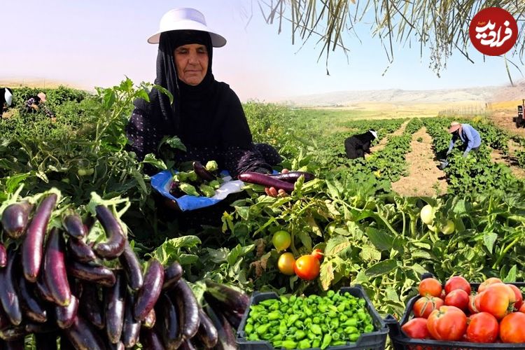 ببینید؛ غذای روستایی در ایران؛ برداشت بادمجان از مزرعه و پخت خورشت سنتی گوجه بادمجان