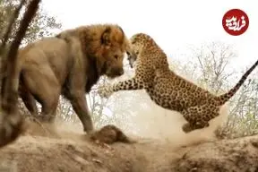 ببینید| حمله ناگهانی شیر جسور به پلنگ در حال استراحت