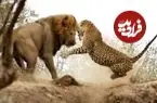 ببینید| حمله ناگهانی شیر جسور به پلنگ در حال استراحت