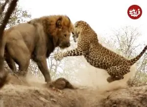 ببینید| حمله ناگهانی شیر جسور به پلنگ در حال استراحت