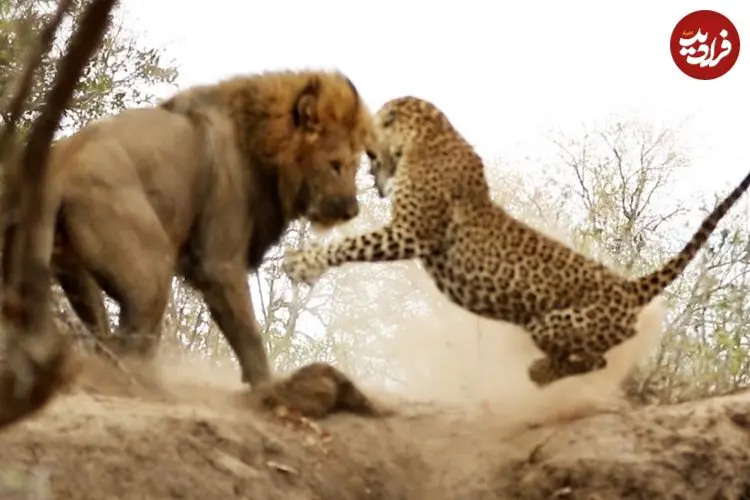 ببینید| حمله ناگهانی شیر جسور به پلنگ در حال استراحت