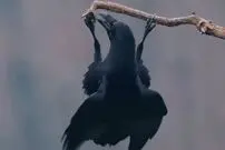 (ویدئو) ورزش این کلاغ میلیون ها بیننده داشته است!