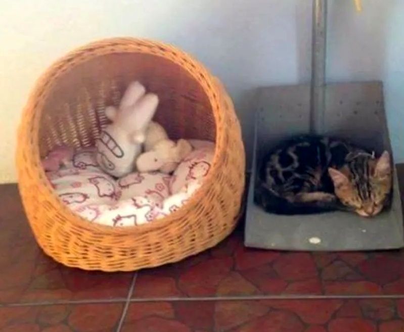 (تصاویر) منطق پیچیدۀ «گربه‌ها» به روایت عکس‌های خنده‌دار!