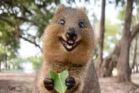 ببینید| 10 حیوان بامزه که انگار از دل انیمیشن ها بیرون آمده اند!