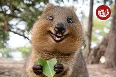 ببینید| 10 حیوان بامزه که انگار از دل انیمیشن ها بیرون آمده اند!