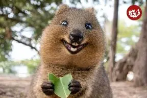 ببینید| 10 حیوان بامزه که انگار از دل انیمیشن ها بیرون آمده اند!