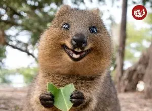 ببینید| 10 حیوان بامزه که انگار از دل انیمیشن ها بیرون آمده اند!