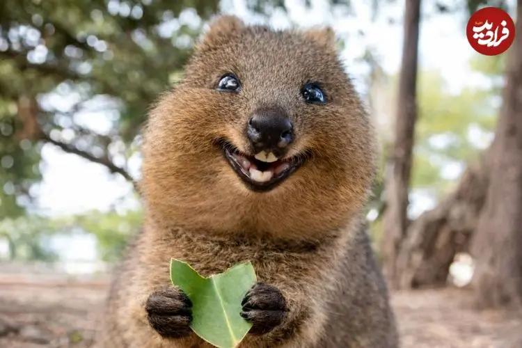 ببینید| 10 حیوان بامزه که انگار از دل انیمیشن ها بیرون آمده اند!