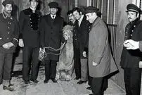 عکس؛ سفر در زمان؛ سرنوشت شتری که به حرم امام رضا(ع) پناه برد