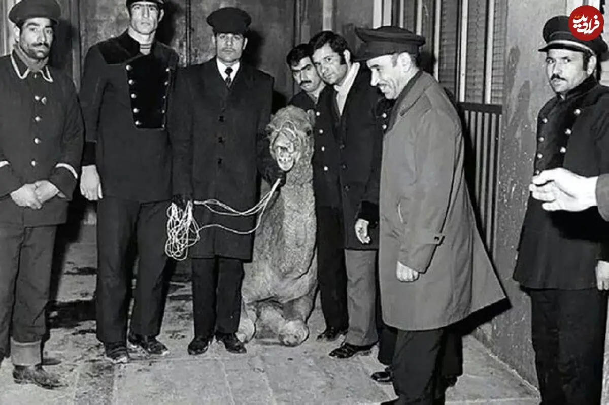 عکس؛ سفر در زمان؛ سرنوشت شتری که به حرم امام رضا(ع) پناه برد