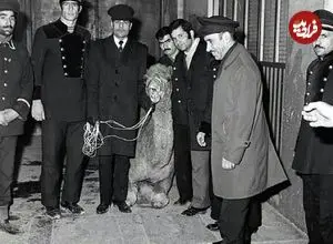 عکس؛ سفر در زمان؛ سرنوشت شتری که به حرم امام رضا(ع) پناه برد