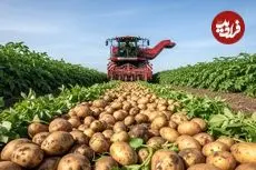 ببینید| روند صفر تا صد تولید چیپس در کارخانه های آمریکا