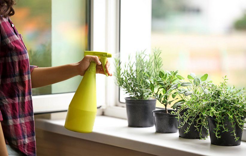 5 نکته مهم و کاربردی برای نگهداری از گل و گیاه در منزل