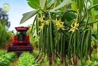 ببینید| چگونه کشاورزان ماداگاسکاری وانیل را برداشت و فرآوری می کنند؟