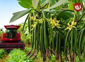 ببینید| چگونه کشاورزان ماداگاسکاری وانیل را برداشت و فرآوری می کنند؟
