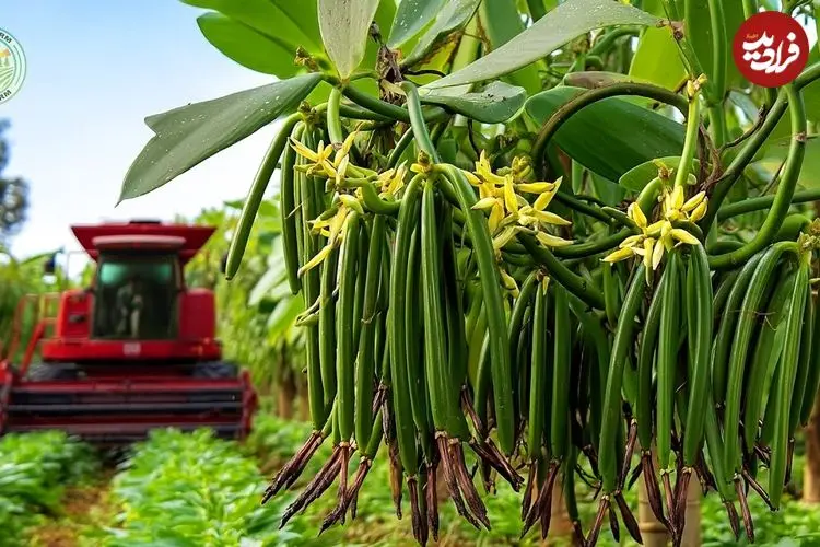 ببینید| چگونه کشاورزان ماداگاسکاری وانیل را برداشت و فرآوری می کنند؟