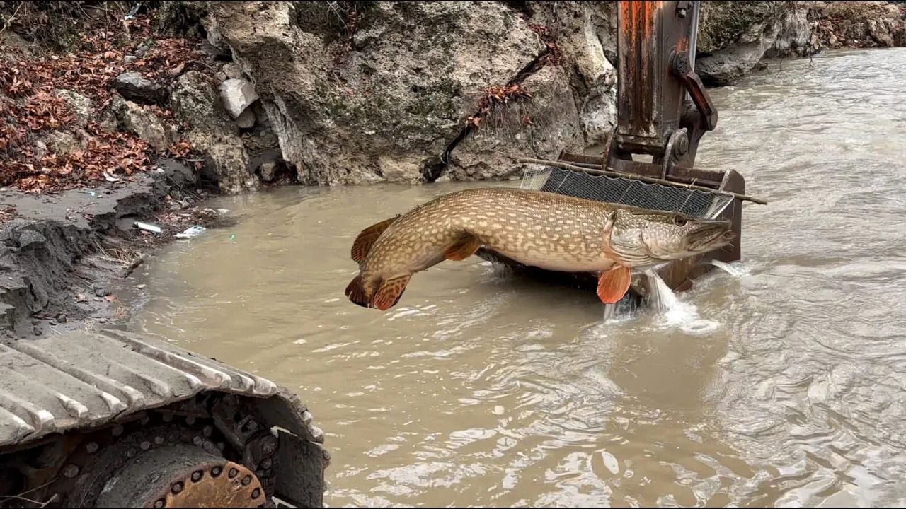 (ویدئو) ماهیگیری باورنکردنی با بیل مکانیکی!